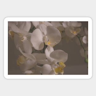 White orchids flowers Magnet